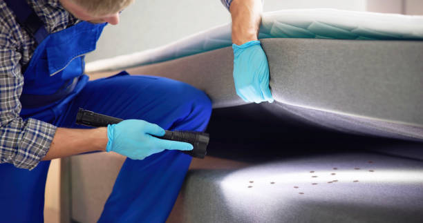 Best Termite Control Services  in Edwardsvle, IL