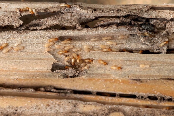Best Affordable Pest Control Services  in Edwardsvle, IL